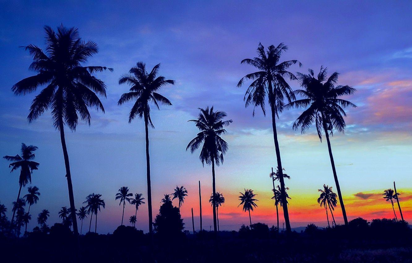 1332x850 Wallpaper sea, beach, summer, sunset, palm trees, shore, silhouette, summer, beach, sea, sunset, seascape, beautiful, paradise, palms, tropical image for desktop, section пейзажи