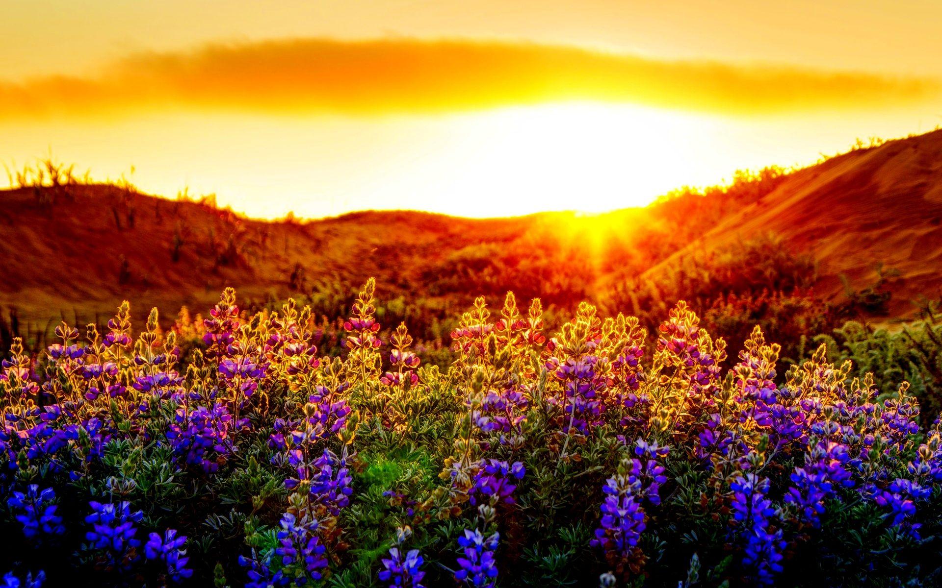 1920x1200 Sunset Background free download