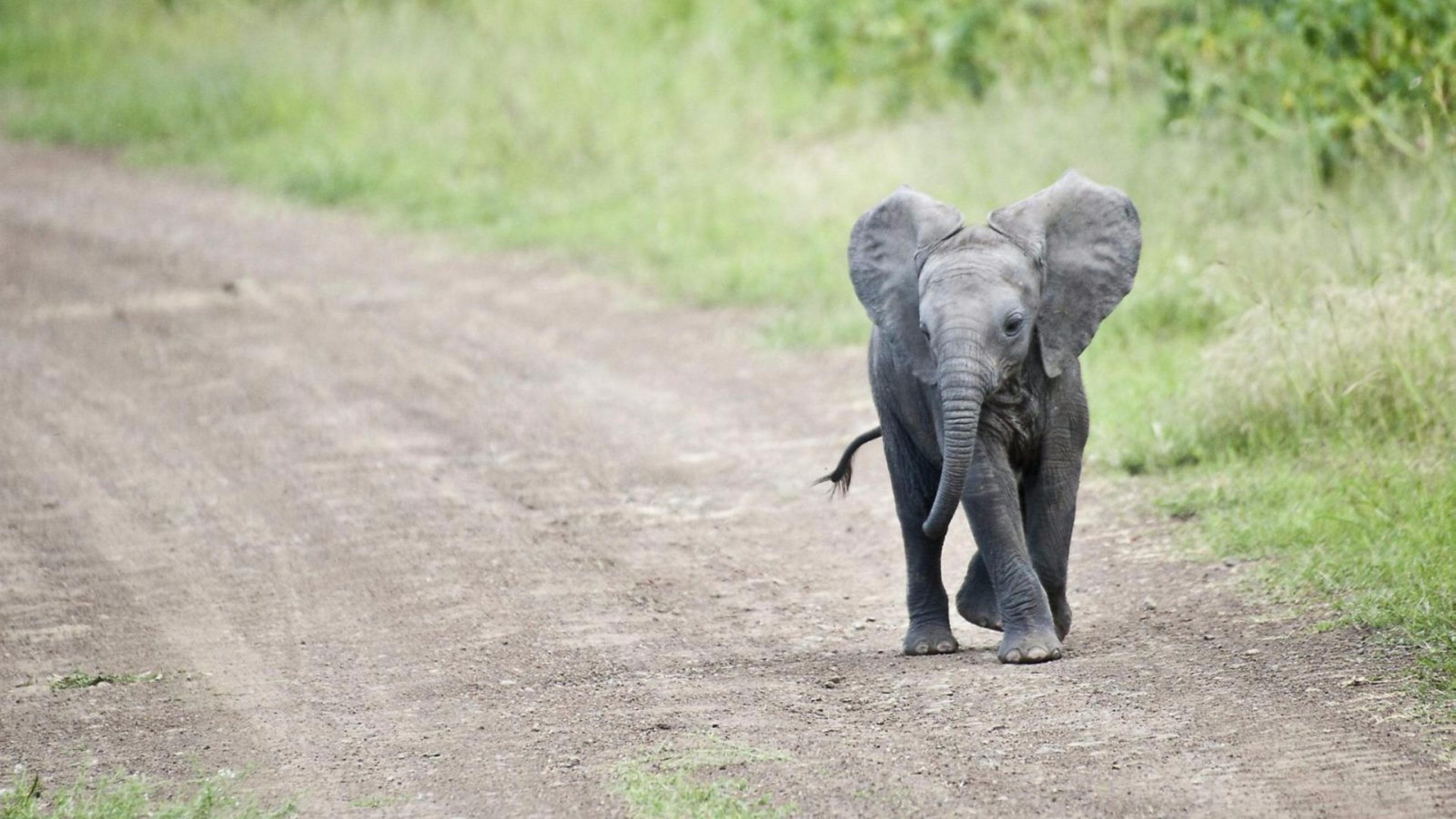 3840x2160 Cute Baby African Elephants Wallpaper & Background Download