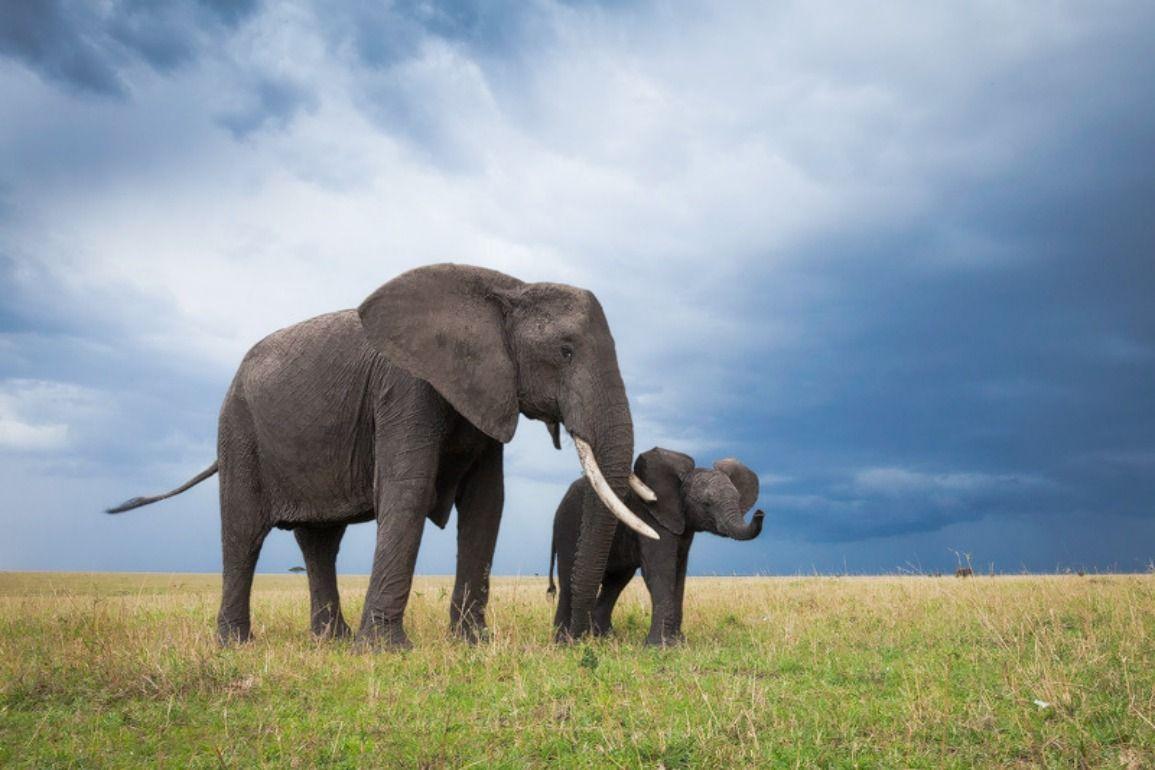 1155x770 Wallpaper Cute Elephant Babies Wallpaper Elephant Wallpaper HD Wallpaper & Background Download