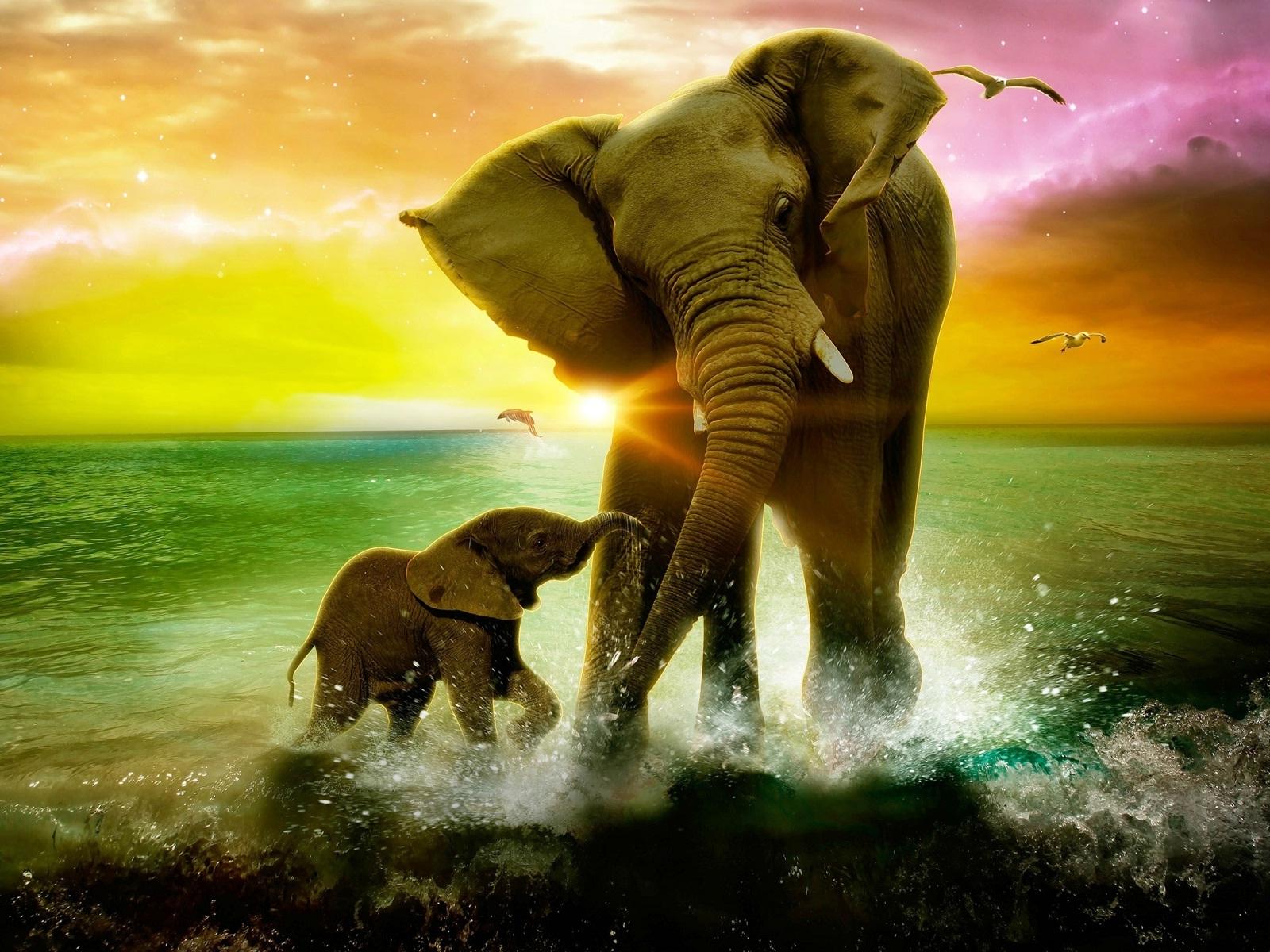 Cute Baby Elephant HD Wallpapers Top Free Cute Baby Elephant HD