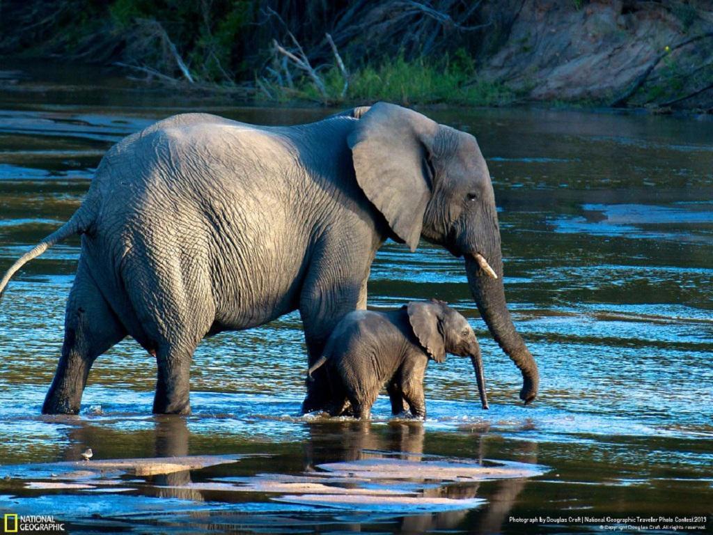 1024x768 Free download MAMA ELEPHANT BABY ELEPHANT WALLPAPER 137045 HD Wallpaper [1024x768] for your Desktop, Mobile & Tablet. Explore Baby Elephant Desktop Wallpaper. African Elephant Wallpaper, Cute Baby Elephant Wallpaper