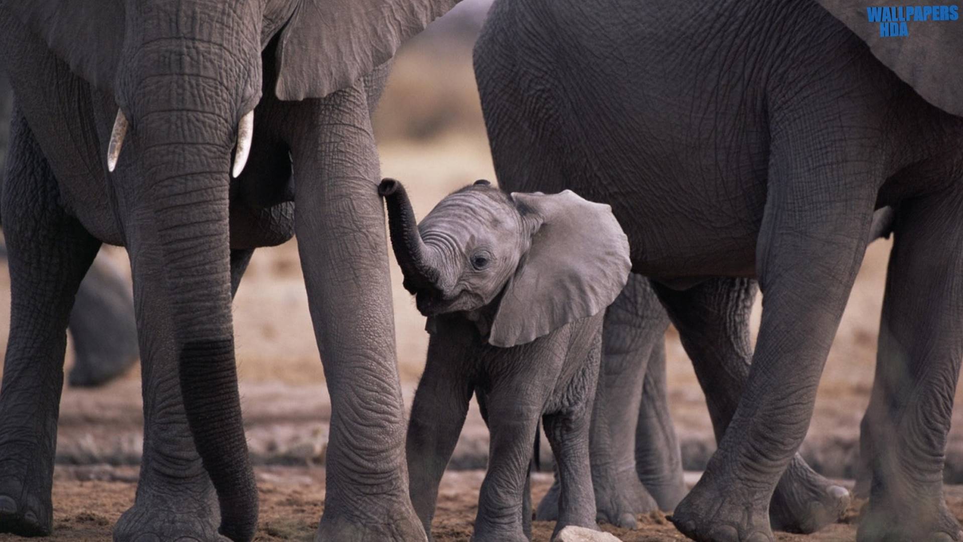1920x1080 Cute baby elephant HD 1920×1080