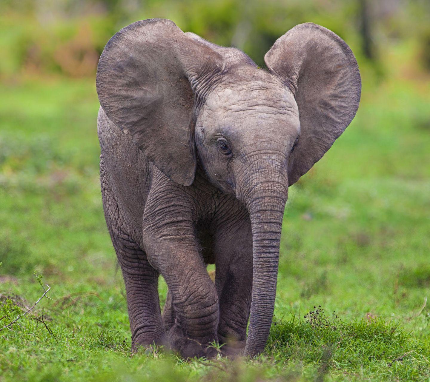 1440x1280 Baby Elephant HD Wallpaper