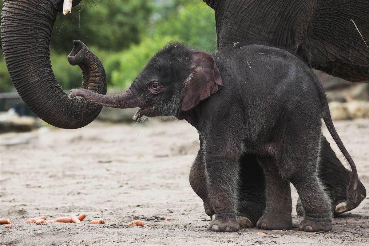 1200x800 Free download Cute Baby Elephant HD Wallpaper Daily Background in HD [1200x800] for your Desktop, Mobile & Tablet. Explore Free Baby Elephant Wallpaper. African Elephant Wallpaper, Baby Elephant Desktop