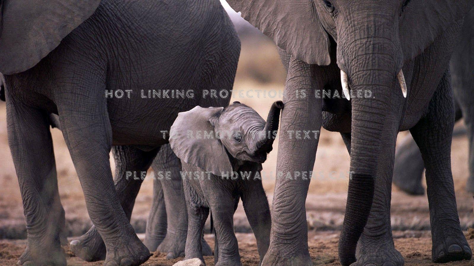 1600x900 baby elephant cool 1600x900 background cute