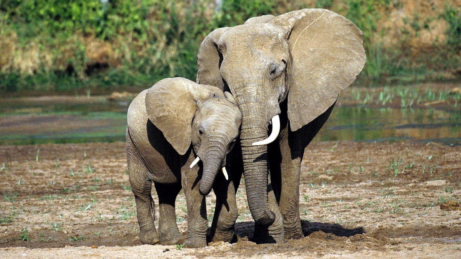 1920x1080 Mother Love With Baby Elephant Wallpaper