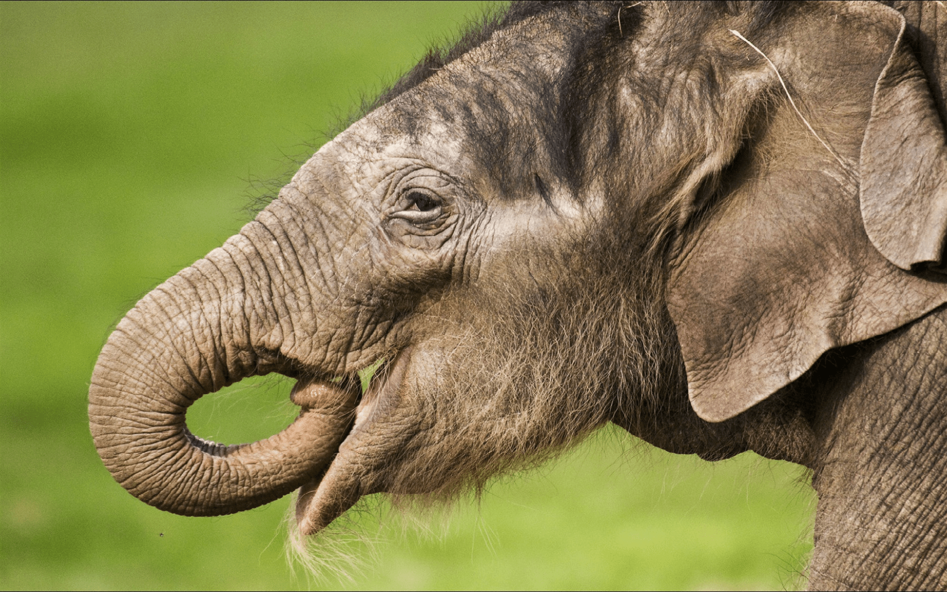 1920x1200 Download wallpaper elephant, africa, little cute baby elephant, wildlife, wild animals, elephants for desktop with resolution 1920x1200. High Quality HD picture wallpaper