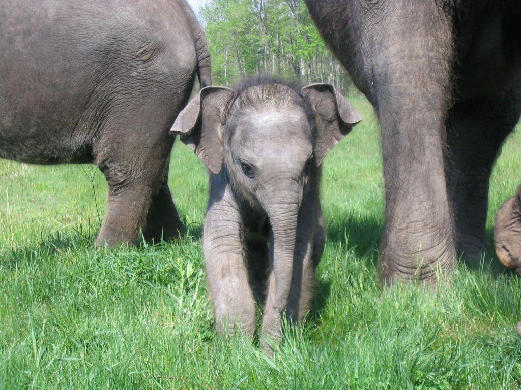 1024x768 Free download photo of baby elephant WallPaper HD Elephants Wallpaper Baby [1024x768] for your Desktop, Mobile & Tablet. Explore Cute Baby Elephant Wallpaper. Baby Elephant Desktop Wallpaper