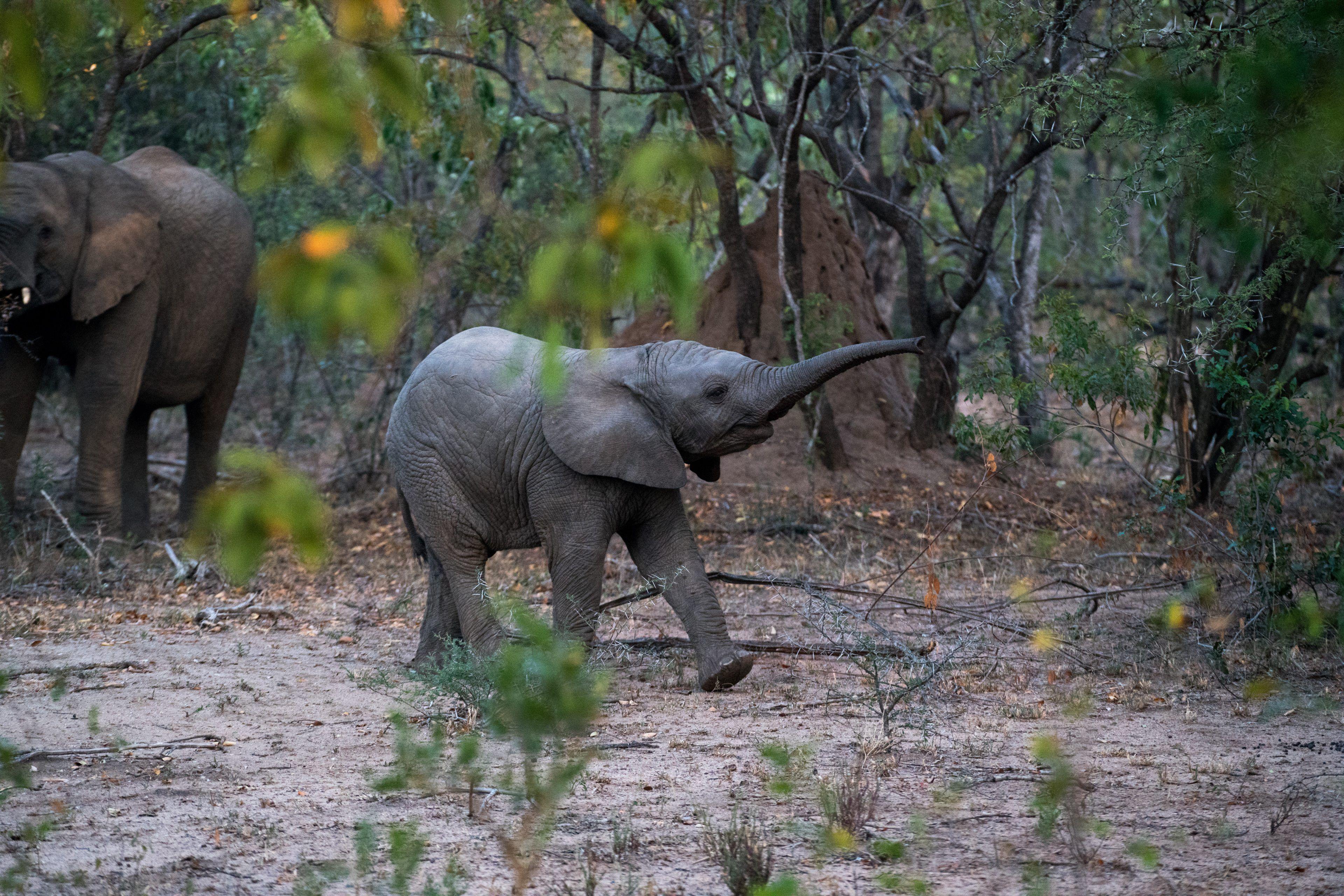 3840x2561 Cute Baby Elephant Playing In African Jungle 4k Wallpaper Elephant Sucking Trunk