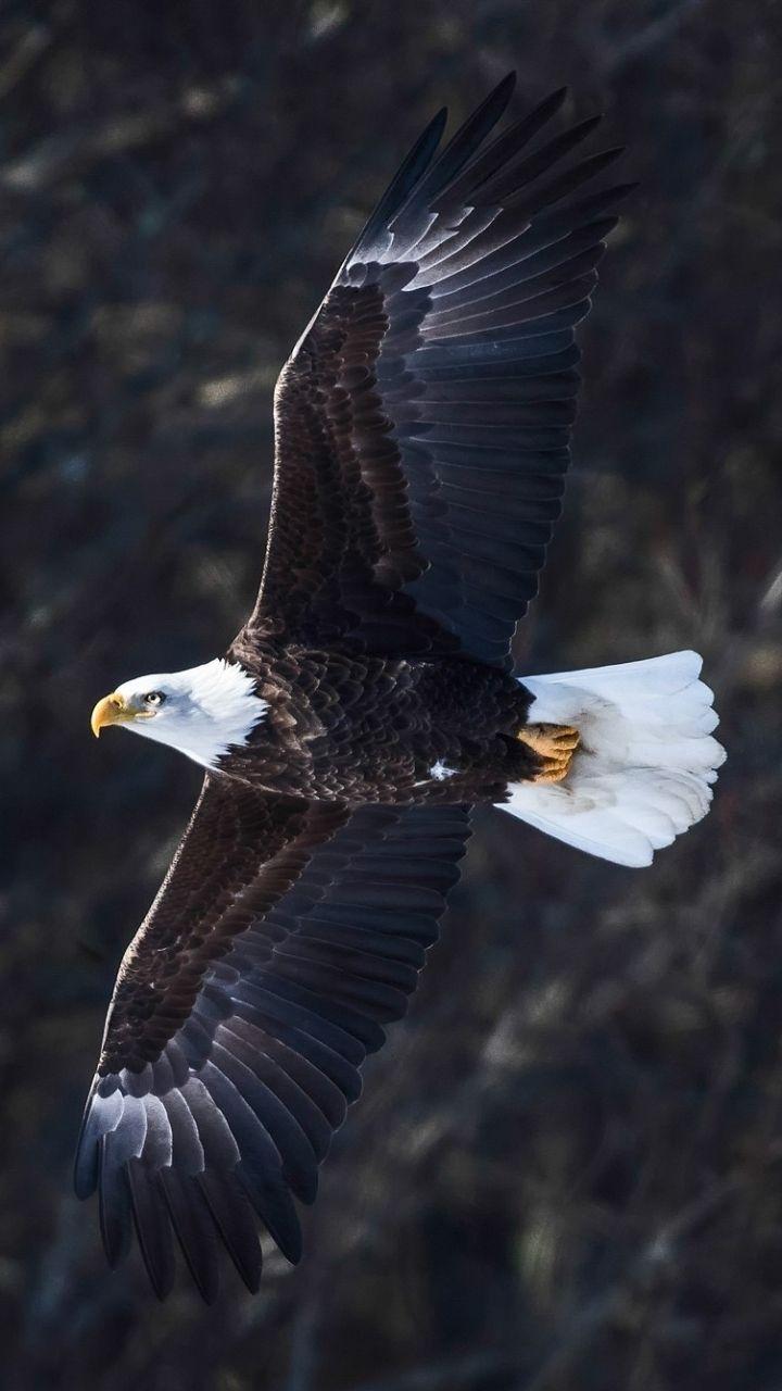 Eagle Mobile Wallpapers - Top Free Eagle Mobile Backgrounds ...