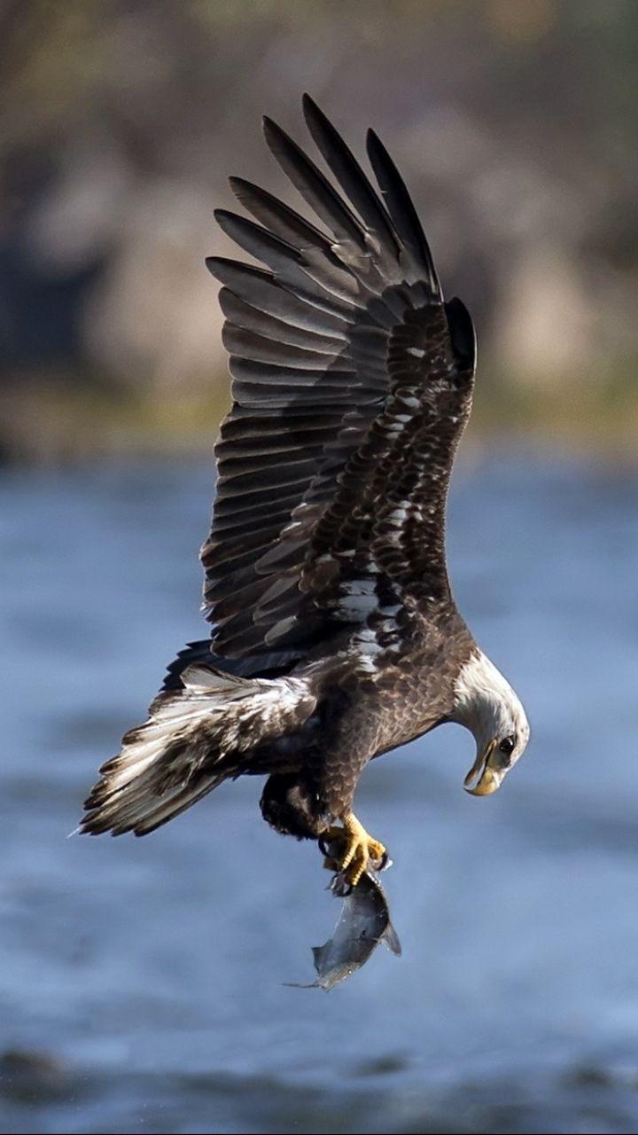 Eagle Mobile Wallpapers - Top Free Eagle Mobile Backgrounds