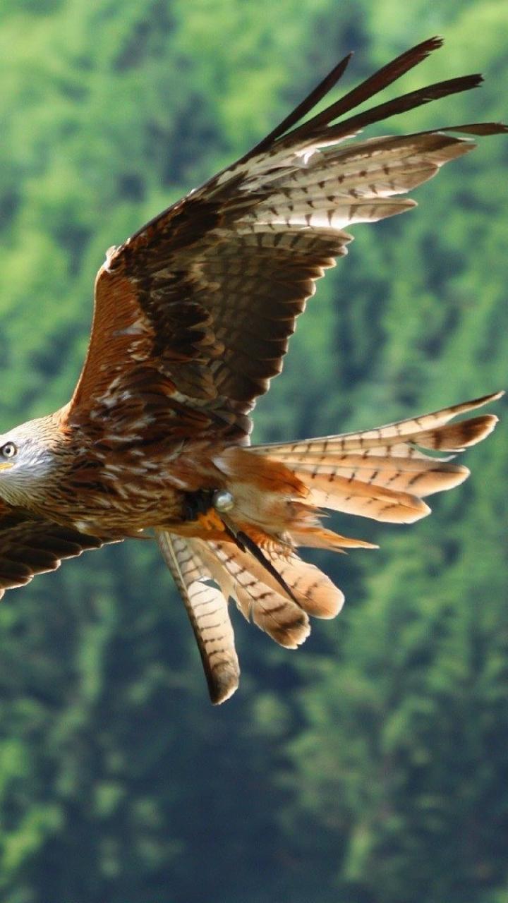 Eagle Mobile Wallpapers - Top Free Eagle Mobile Backgrounds