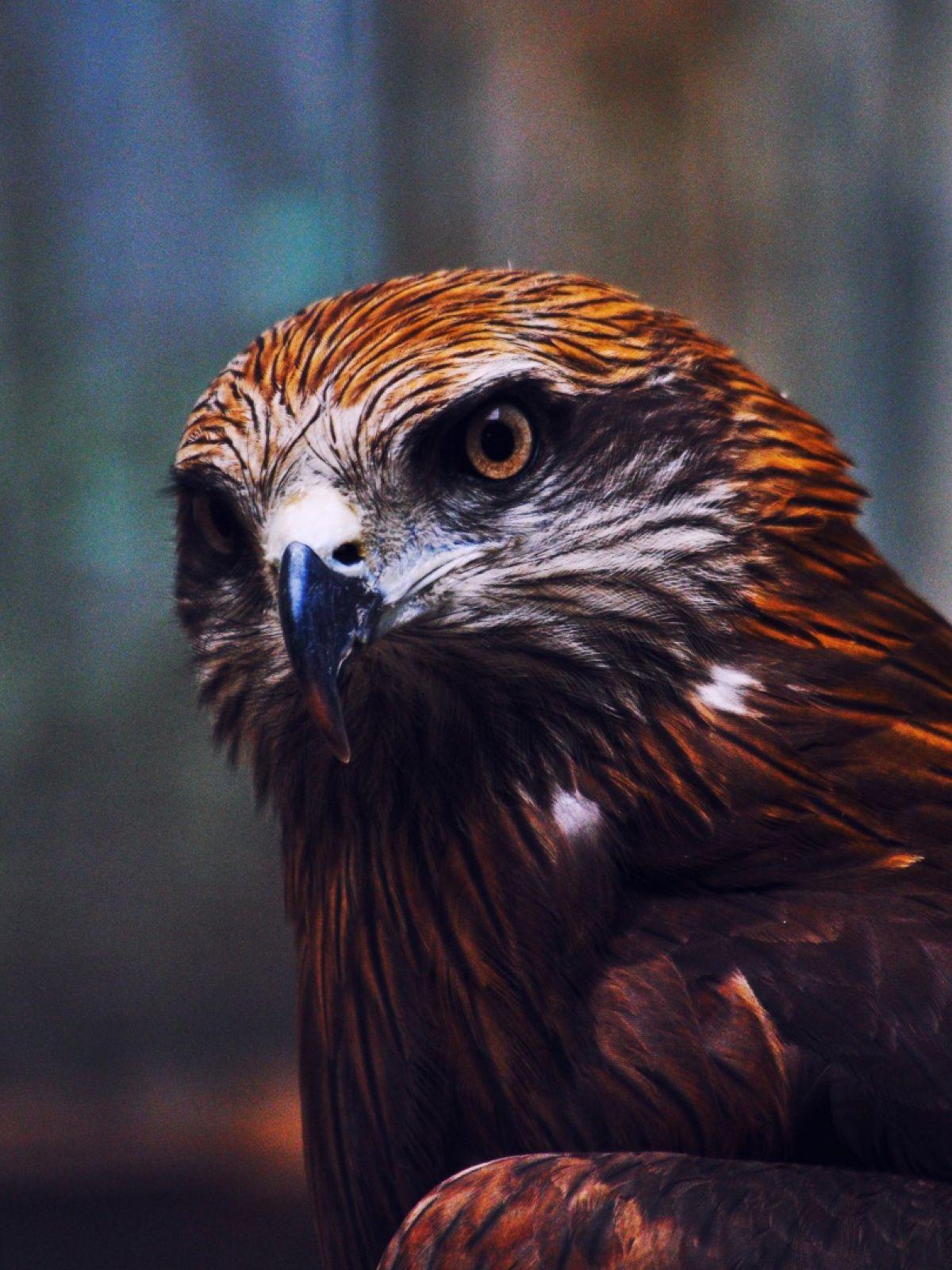 1200x1600 Eagle Mobile Wallpaper