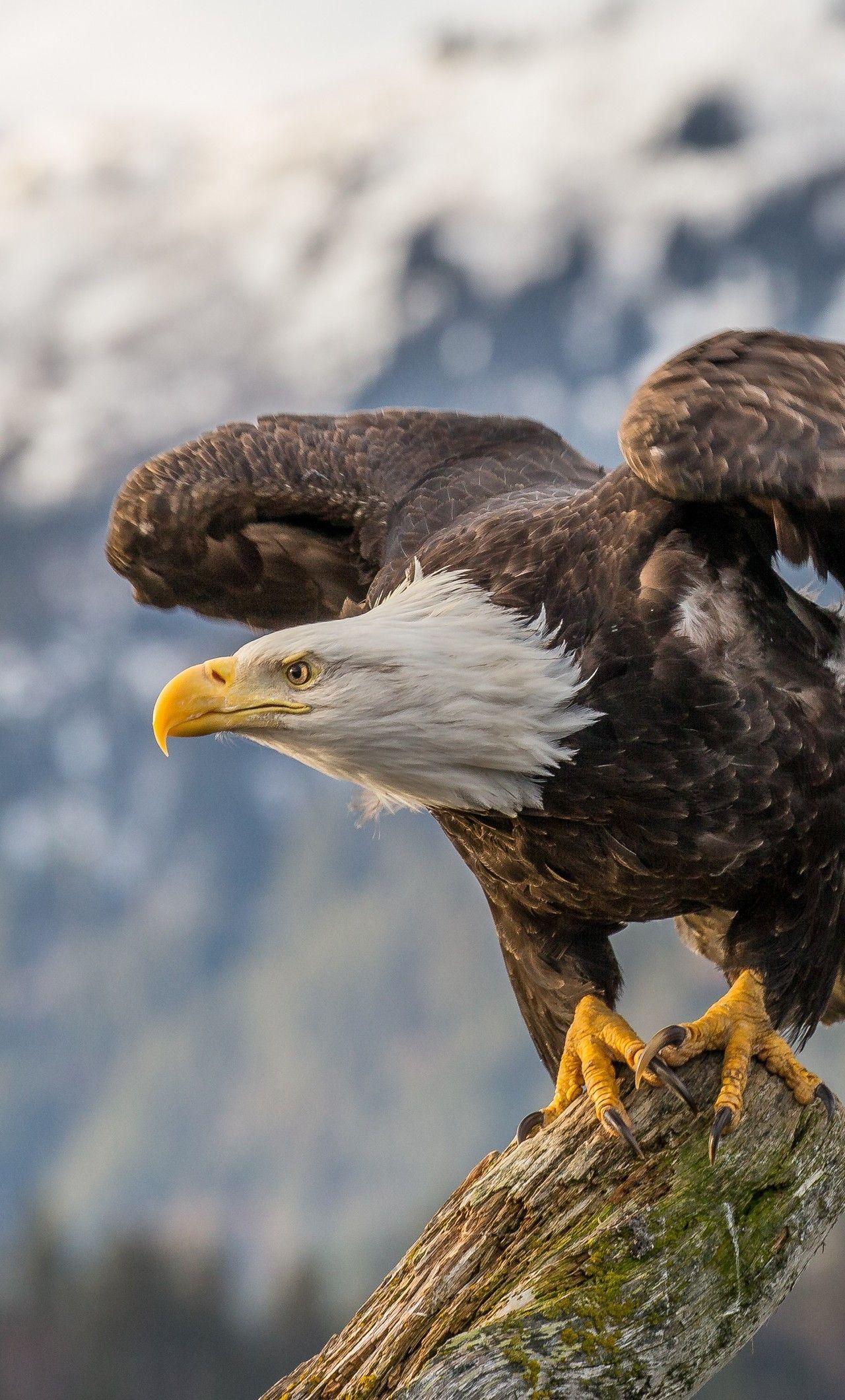 1280x2120 eagles. Eagle wallpaper, Bald eagle, Eagle picture