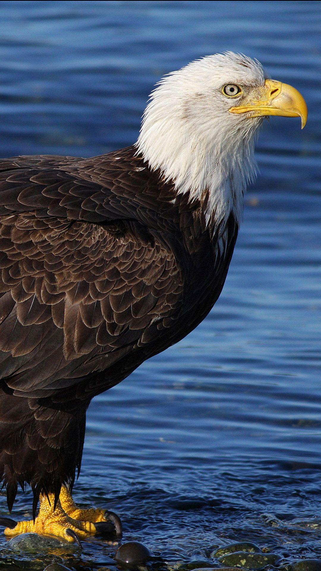1080x1920 Bald Eagle Water Sea Rocks Bird HD Wallpaper HD Wallpaper Eagle Wallpaper & Background Download