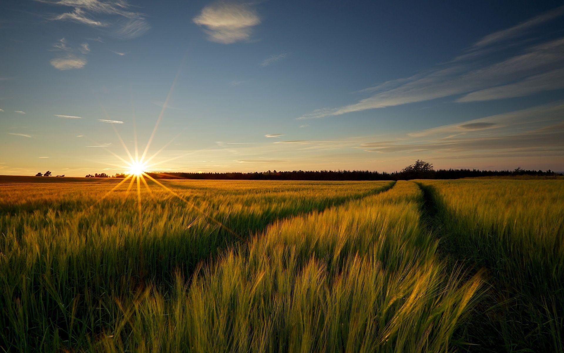 1920x1200 Nature meadow field landscape wallpaperx1200