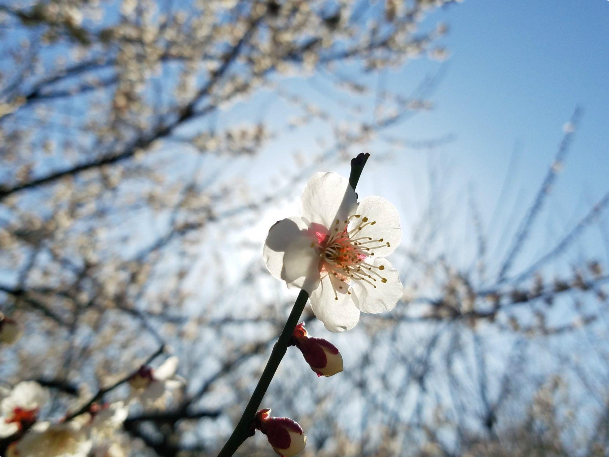 2048x1536 An Ode to Ume: Plum Blossom