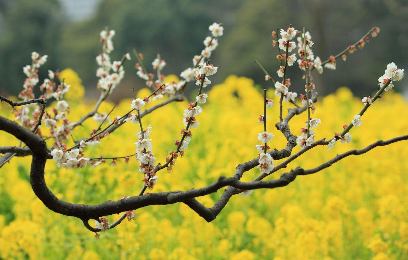 1332x850 Wallpaper flowers, tree, bokeh, plum, field of gold, plum blossoms image for desktop, section природа