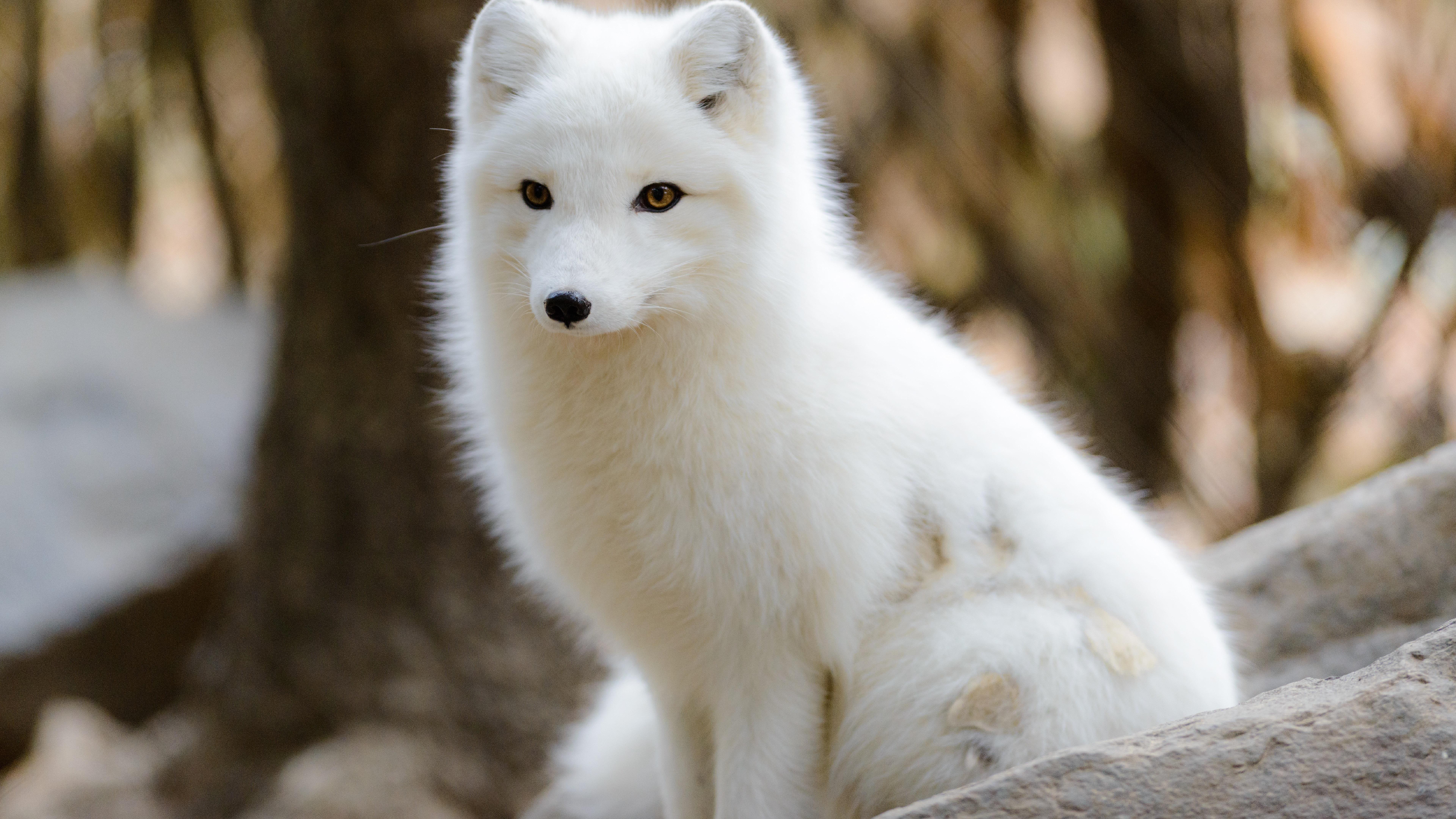 7680x4320 Arctic fox Animal Wallpaper 8K Wallpaper Ultra HD Wallpaper
