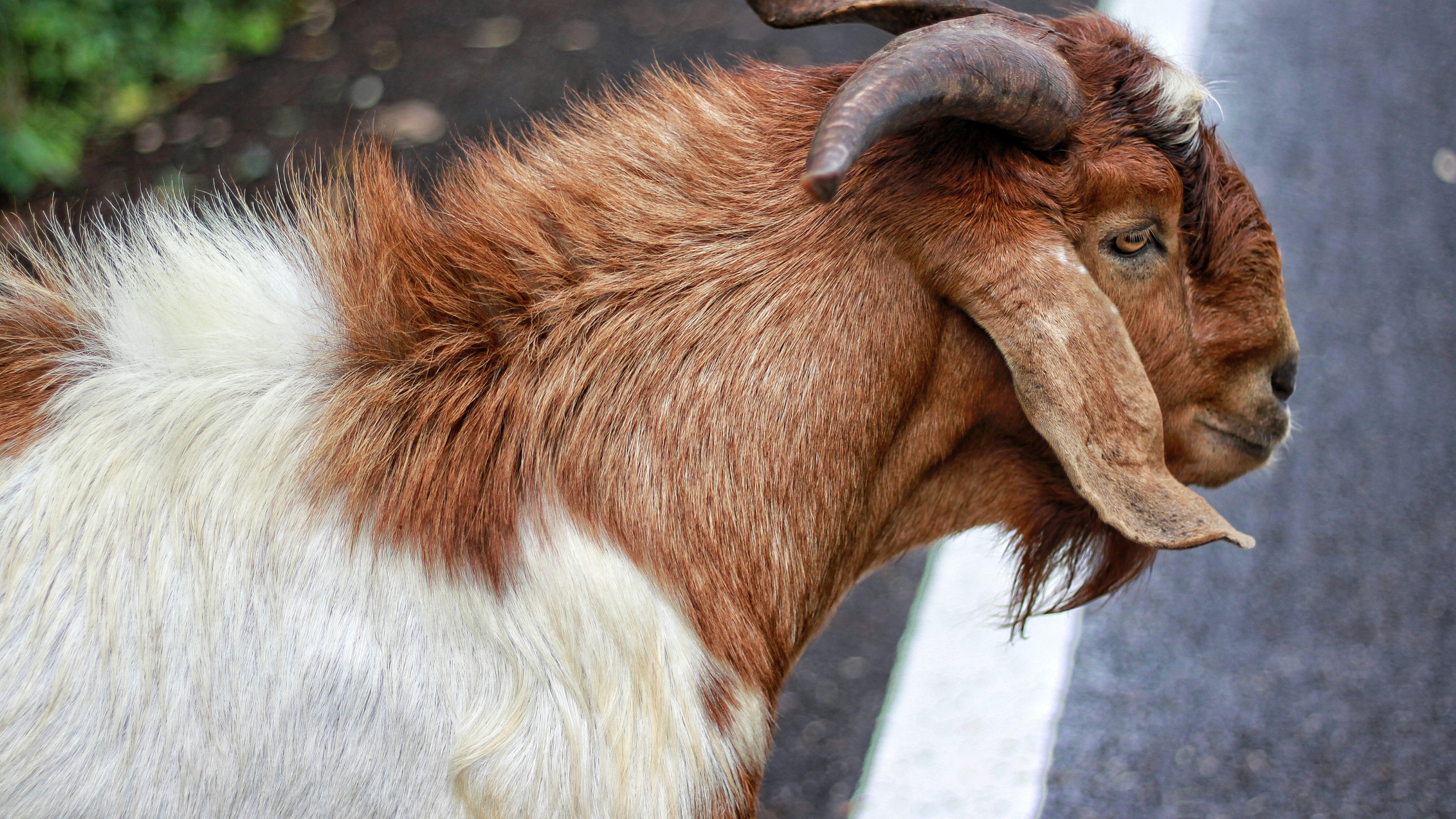 7680x4320 goat, wool, animal 8K Wallpaper, HD Nature 4K Wallpaper, Image, Photo and Background