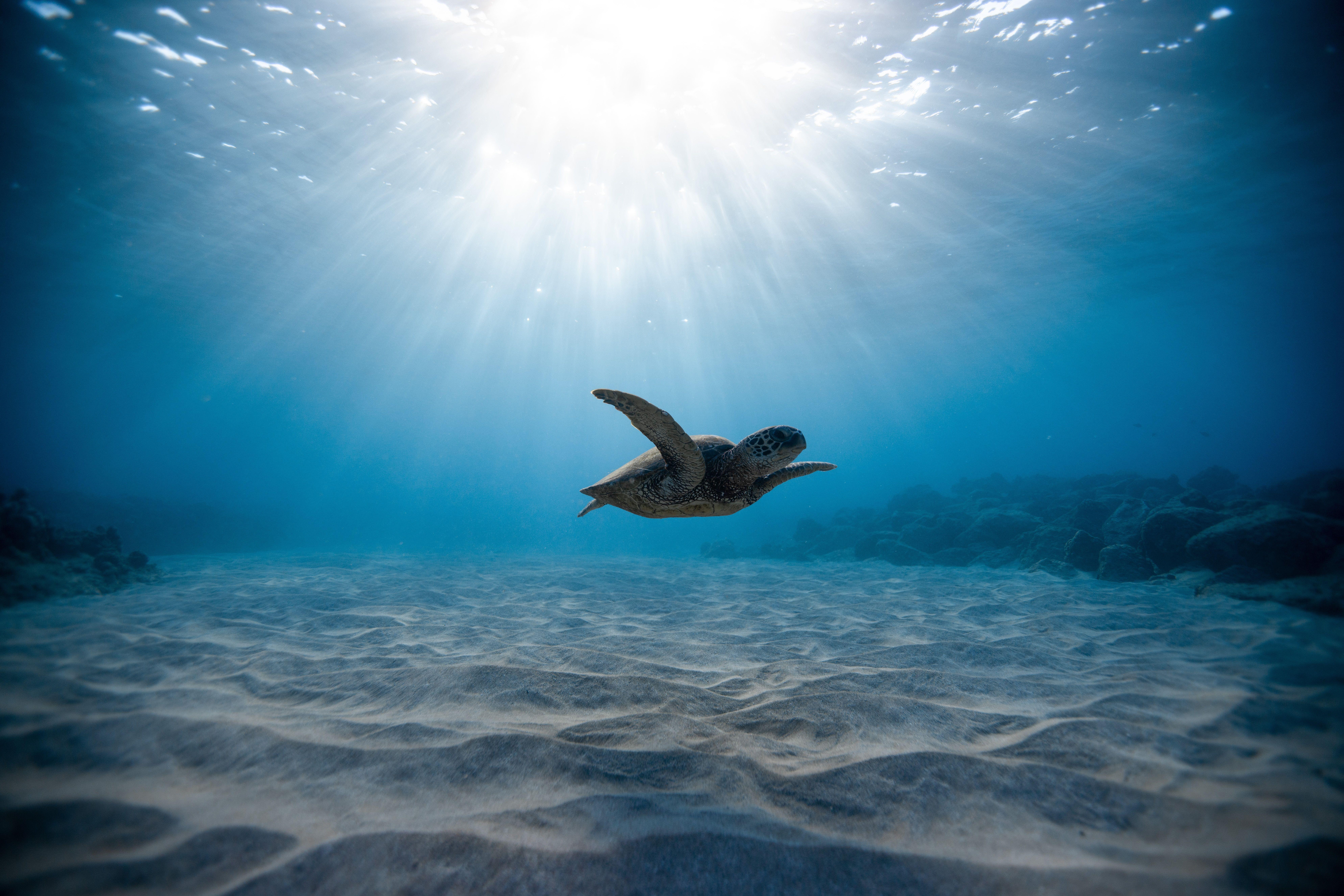 7952x5304 Turtle 8k, HD Animals, 4k Wallpaper, Image, Background, Photo and Picture