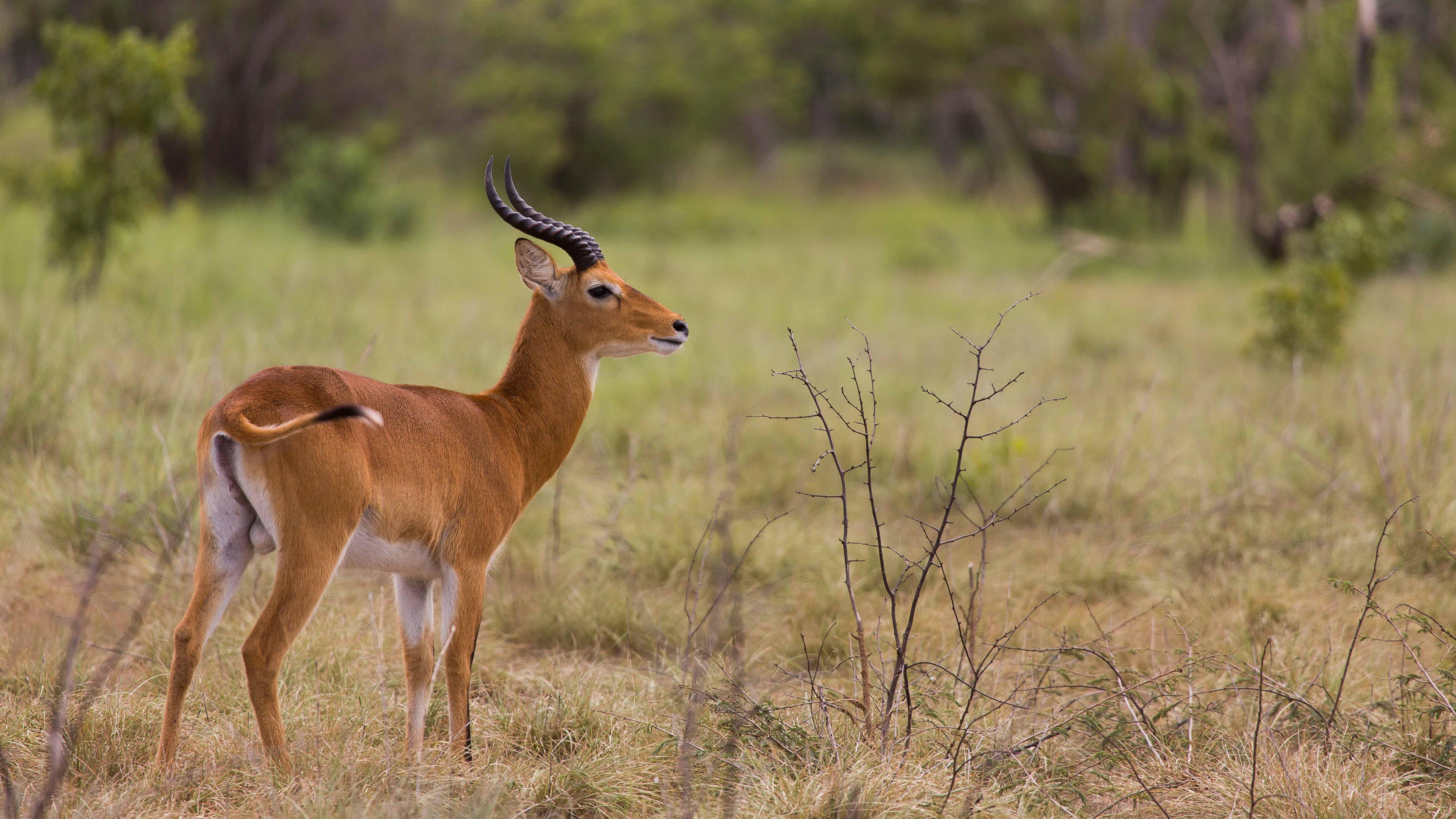 7680x4320 Antelope Animal 8k Ultra HD HD 8k Animals Wallpaper & Background Download