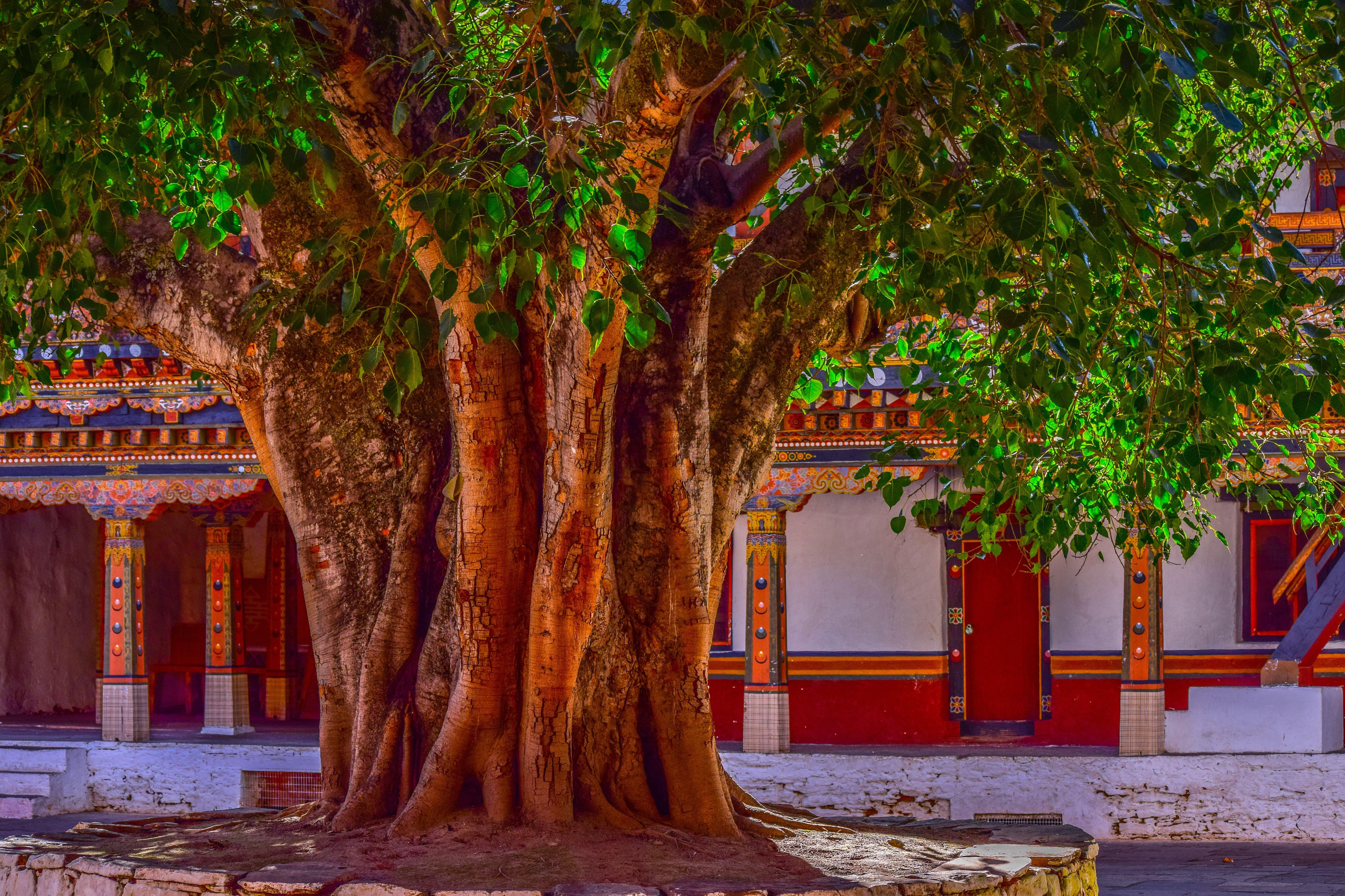 6000x4000 Free of banyan, banyan tree, bark