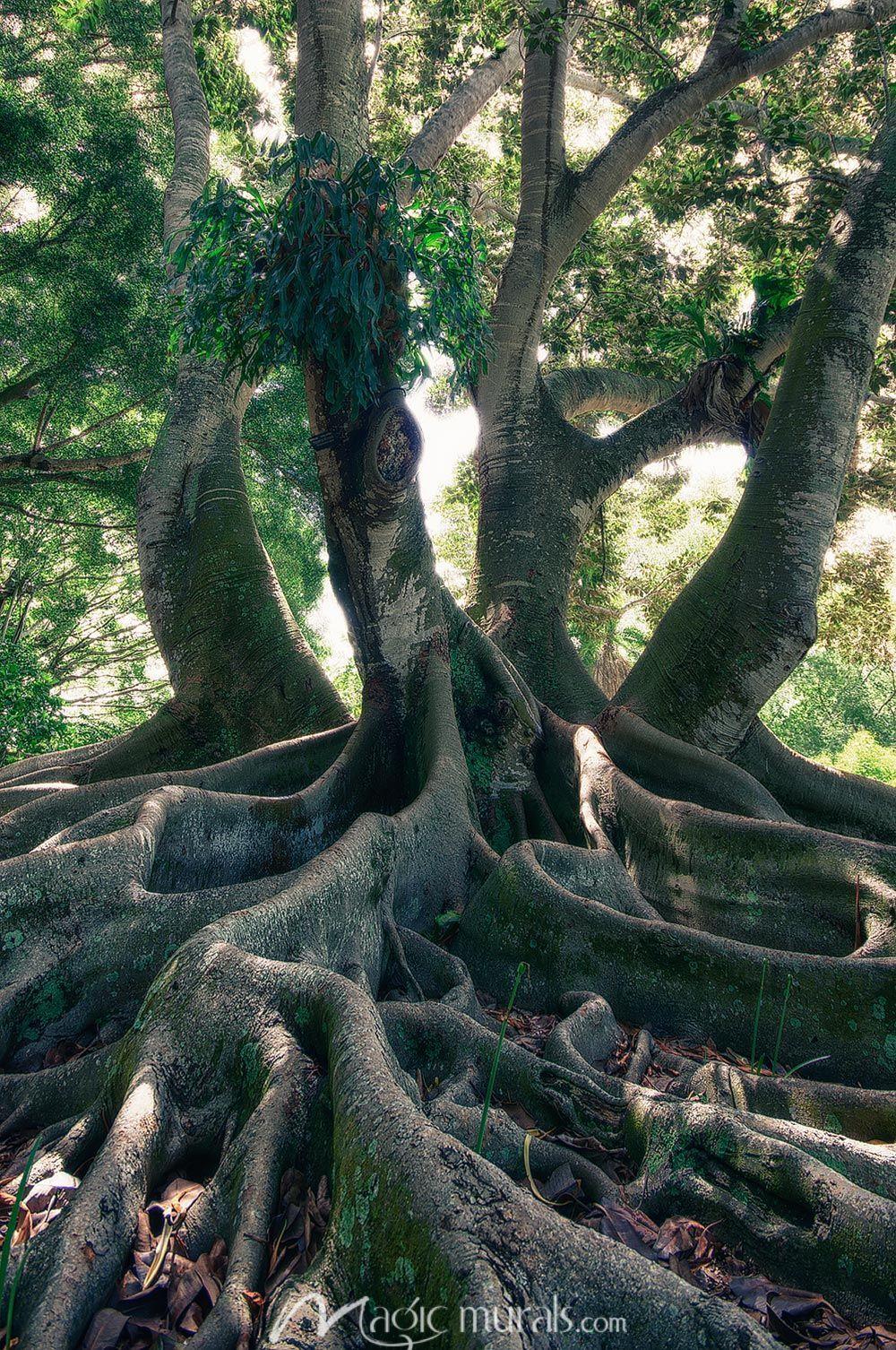 Banyan Tree Wallpapers - Top Free Banyan Tree Backgrounds - WallpaperAccess