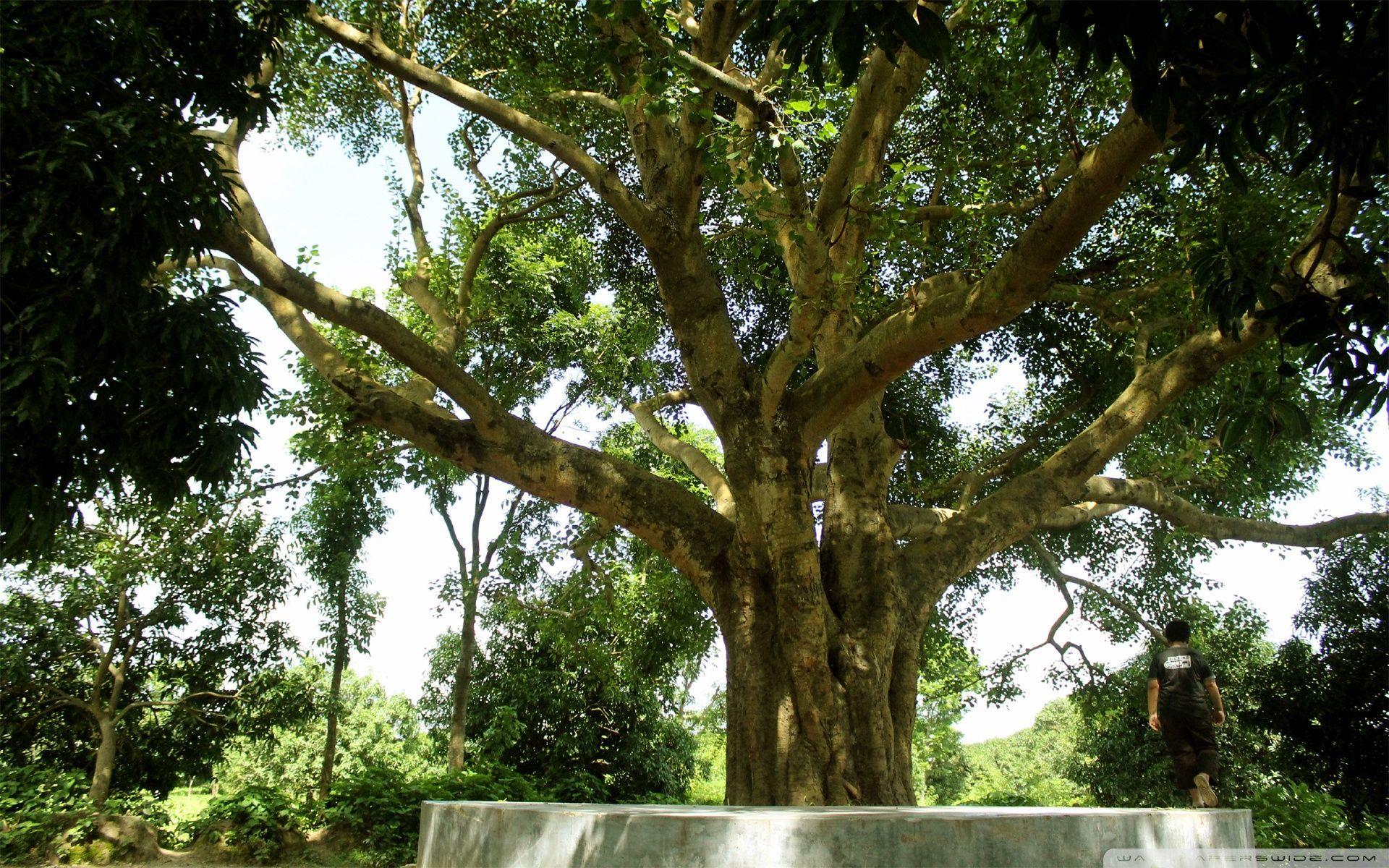 Banyan Tree Wallpapers Top Free Banyan Tree Backgrounds WallpaperAccess