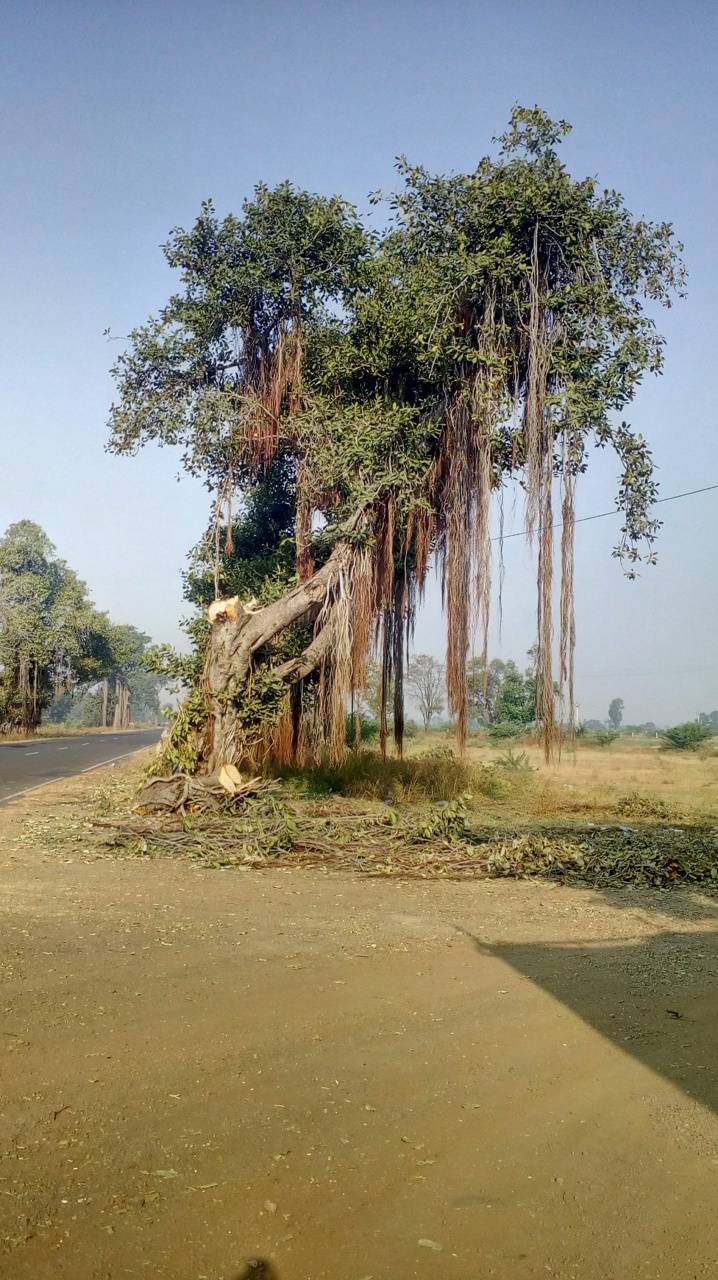 718x1280 Banyan Tree wallpaper