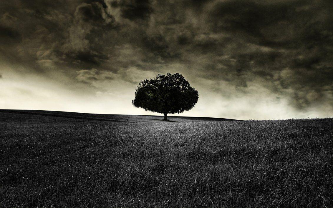 1131x707 Black Tree Wallpaper