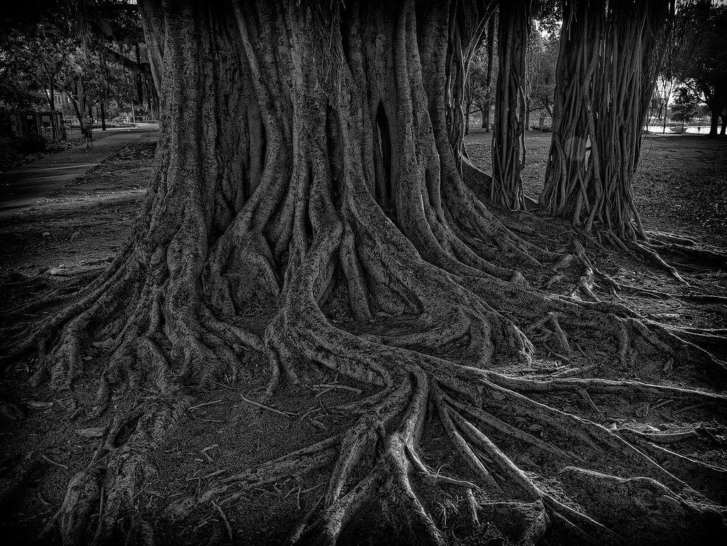 1024x769 Banyan Tree Roots Black and White. Urban tree, Palm trees painting, Christmas tree wallpaper