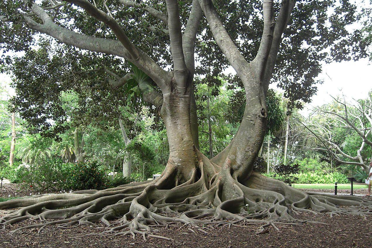 Banyan Tree Wallpapers Top Free Banyan Tree Backgrounds WallpaperAccess