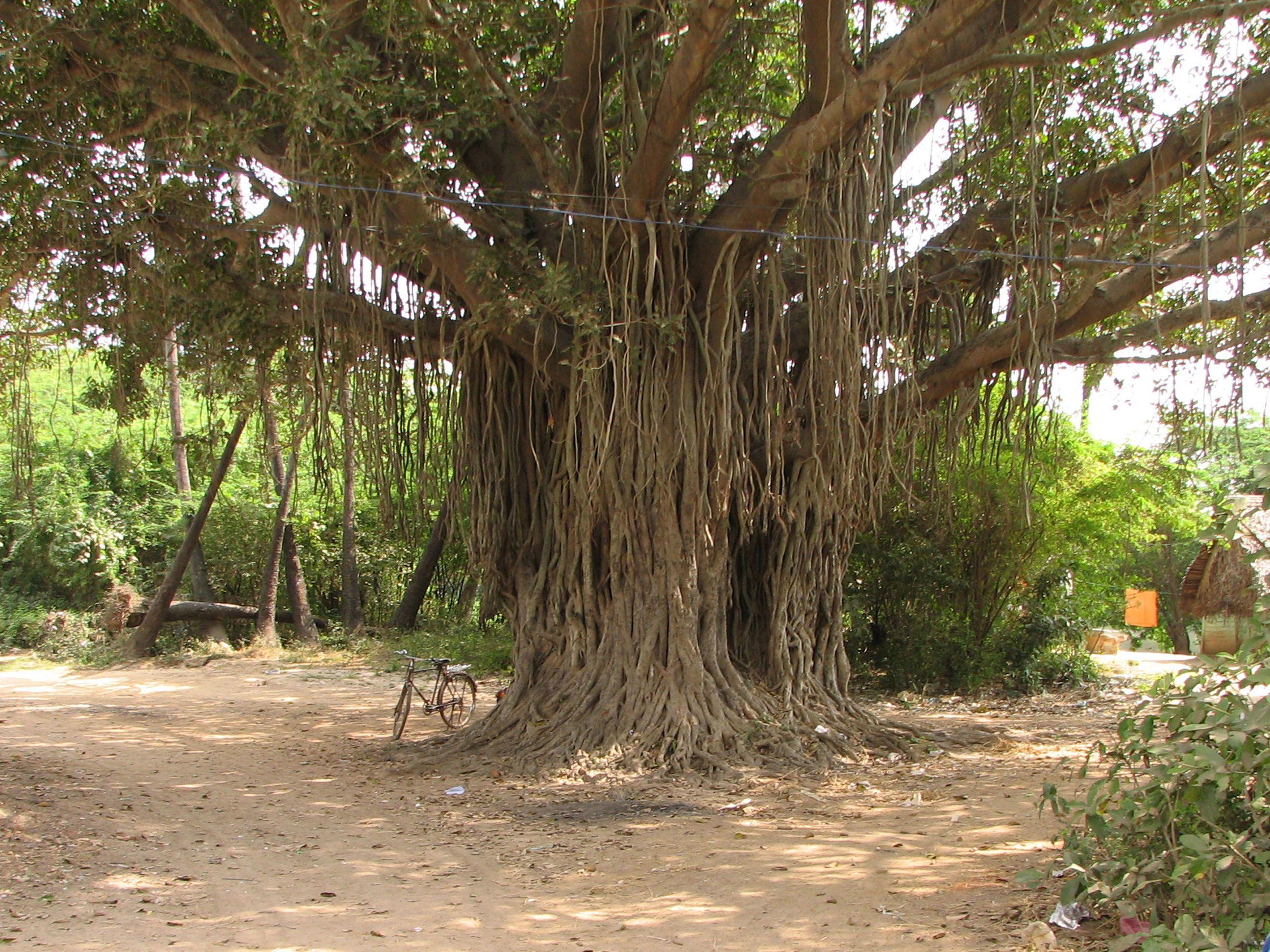 Banyan Tree Wallpapers Top Free Banyan Tree Backgrounds WallpaperAccess 4763596
