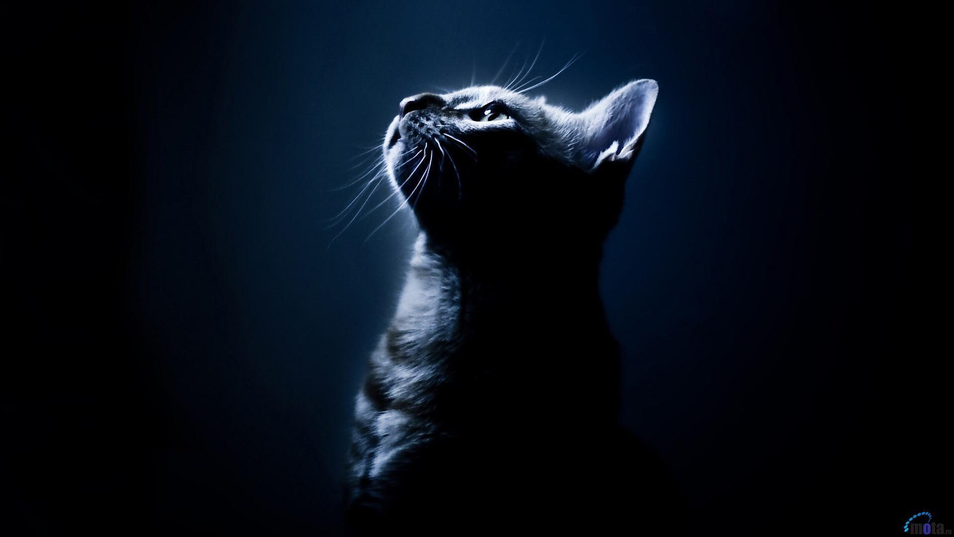 1920x1080 Dark Cat, alone, 1920x1080 HD Wallpaper and FREE