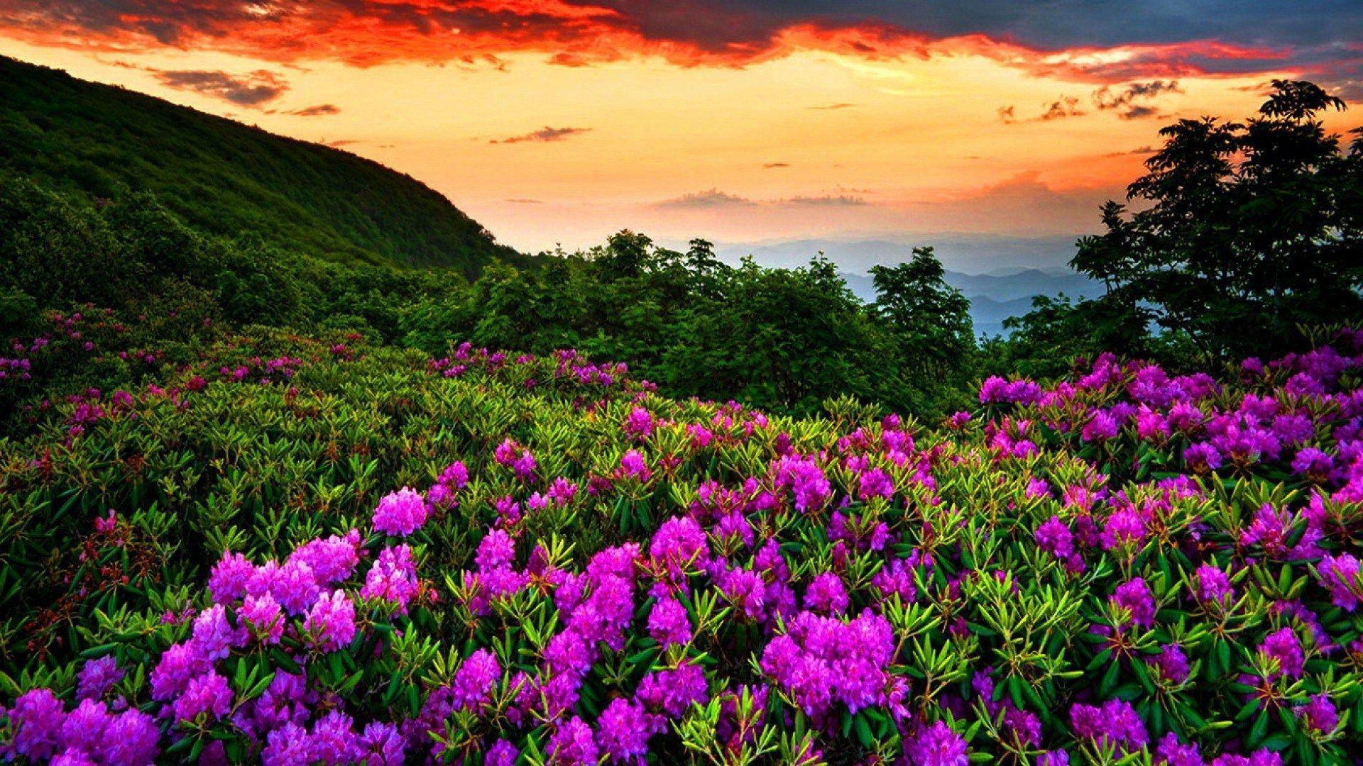 Beautiful Spring Landscape Wallpapers - Top Free Beautiful Spring ...