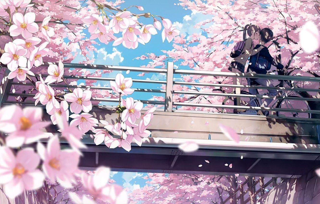 Pink Cherry Blossom Flowers Blue Sky Anime Background Anime Background HD  wallpaper  Peakpx