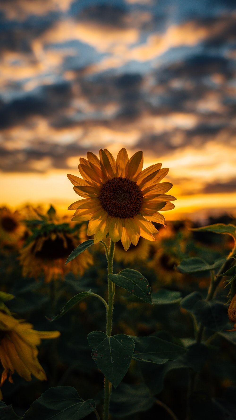 Small Sunflower Wallpapers - Top Free Small Sunflower Backgrounds