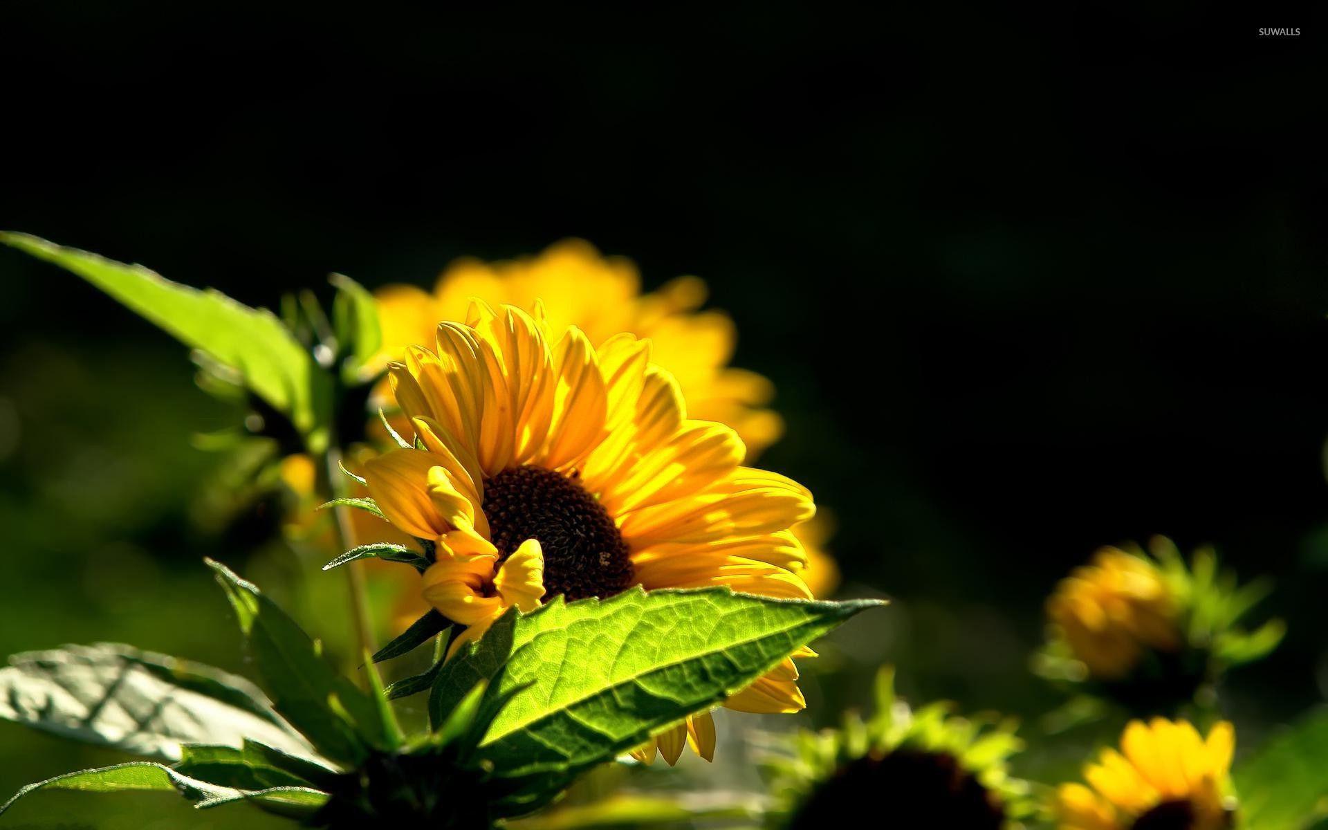 Small Sunflower Wallpapers - Top Free Small Sunflower Backgrounds
