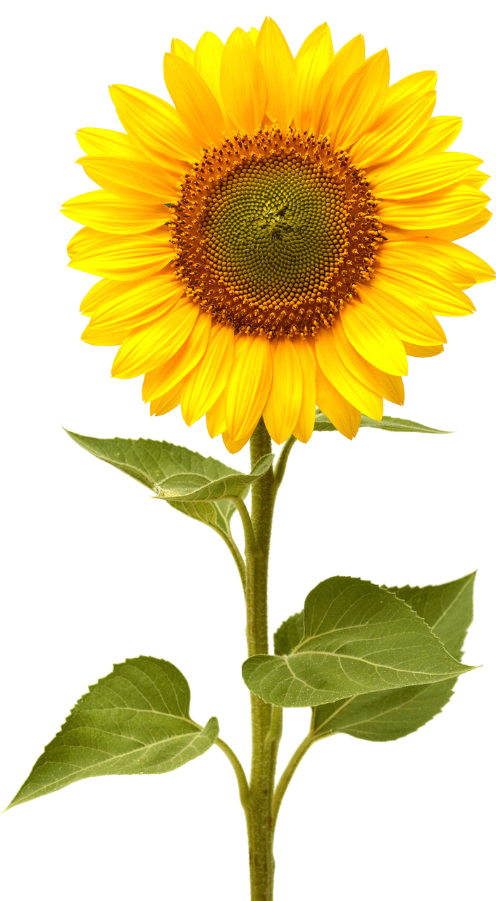 704x1280 Small Sunflowers. Sunflower picture, Sunflower illustration, Small sunflower
