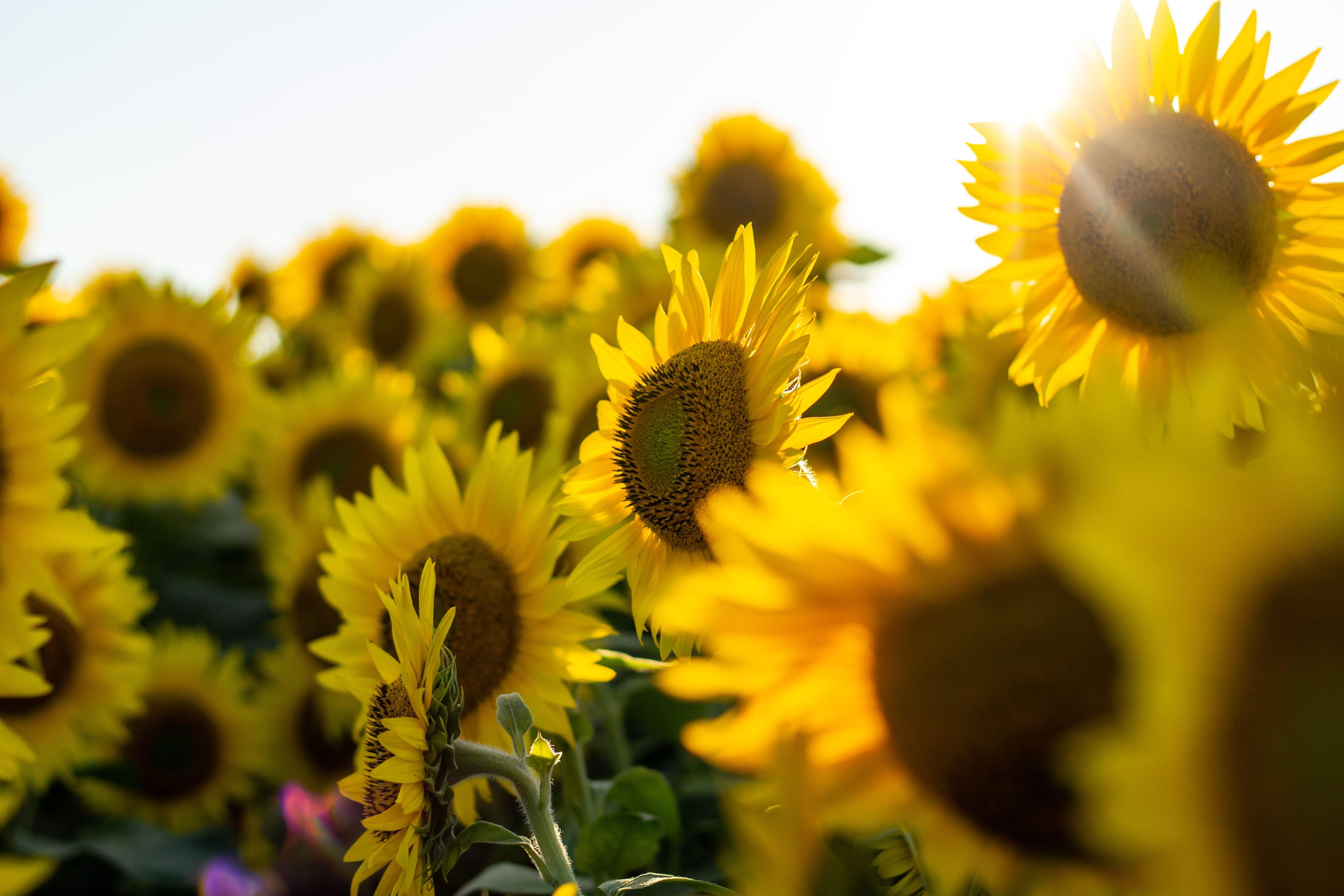 5184x3456 Sunflowers 4K wallpaper for your desktop or mobile screen free and easy to download