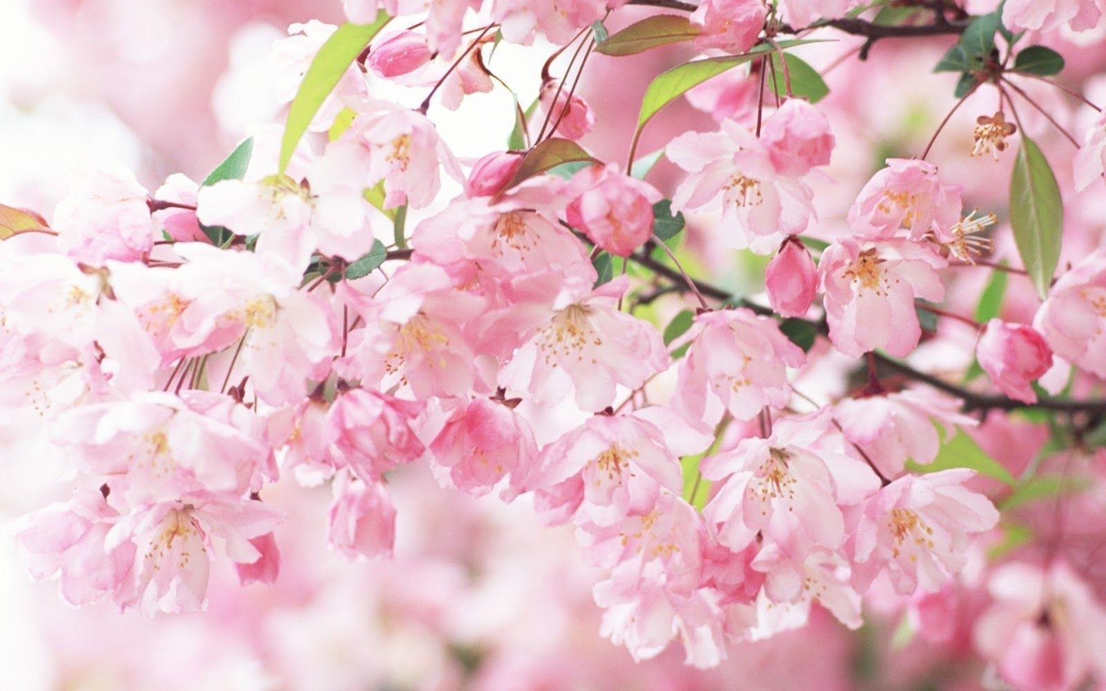 Hình nền hoa Sakura 1600x1000