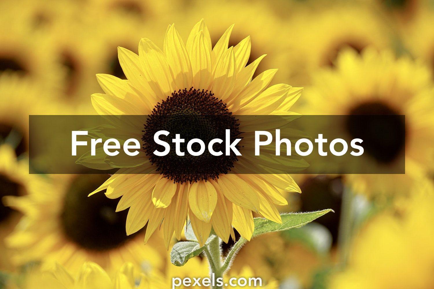 1500x1000 Best Sunflowers Photo · 100% Free Downloads