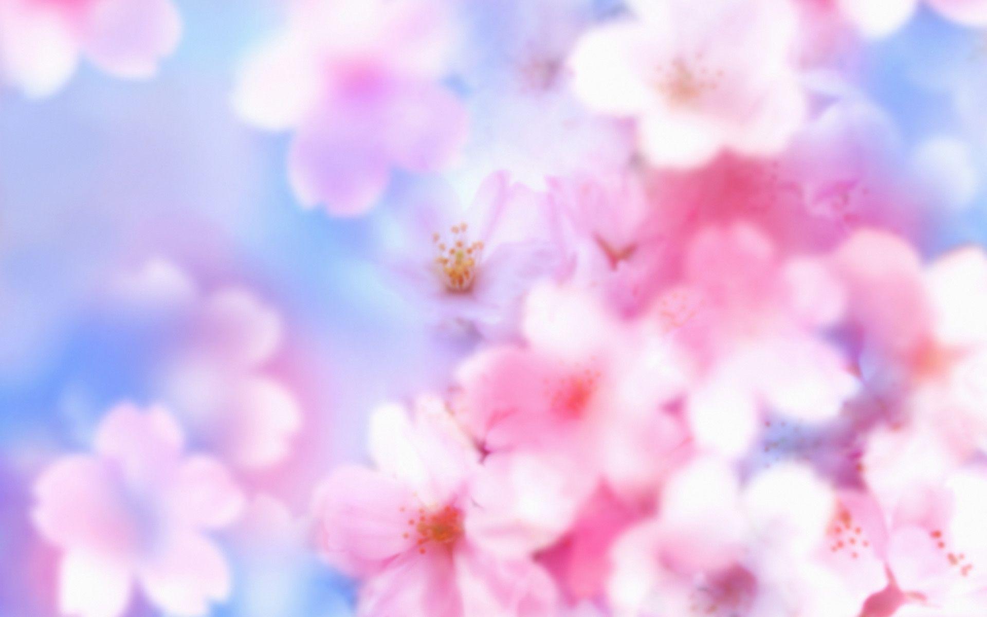 Hình nền hoa Lan đẹp 1920x1200.  Hình nền hoa anh đào, Anime hoa anh đào, Hình nền hoa