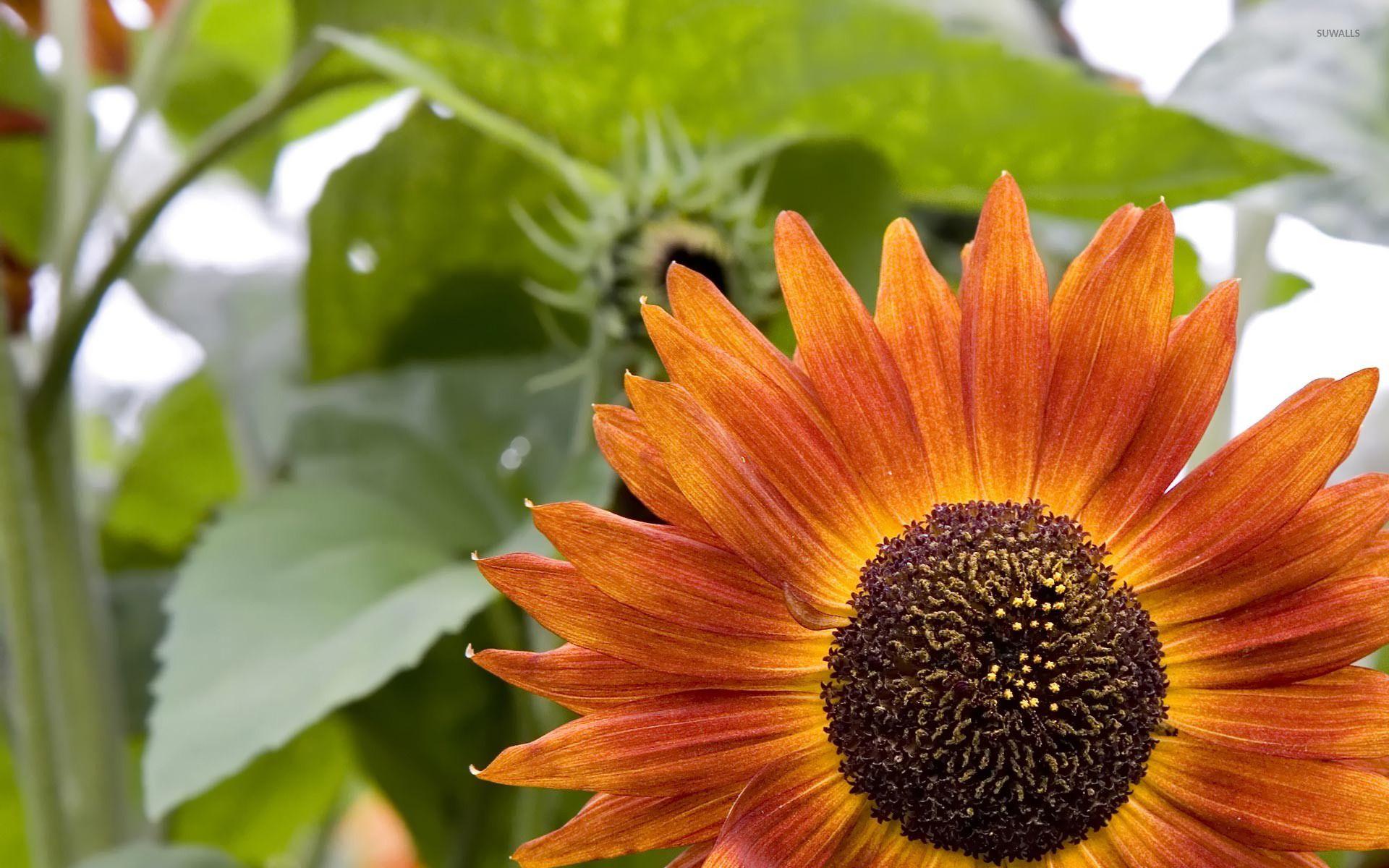 1920x1200 Orange sunflower wallpaper wallpaper