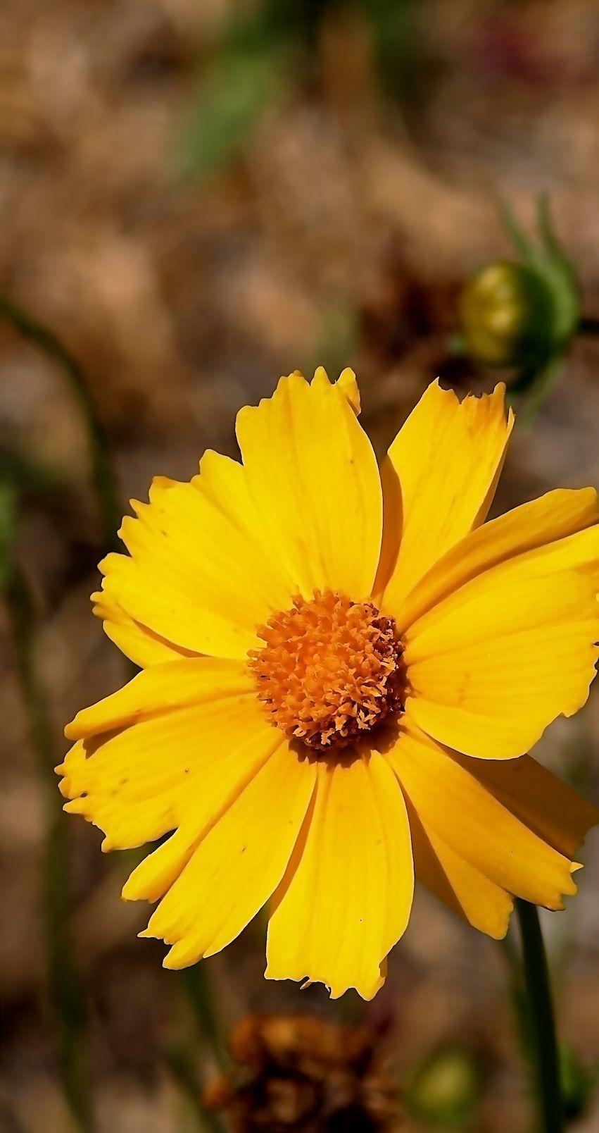 851x1608 Free Small, Yellow, Sunflower Computer and Smartphone Wallpaper for May 2015. A Gardener's Notebook
