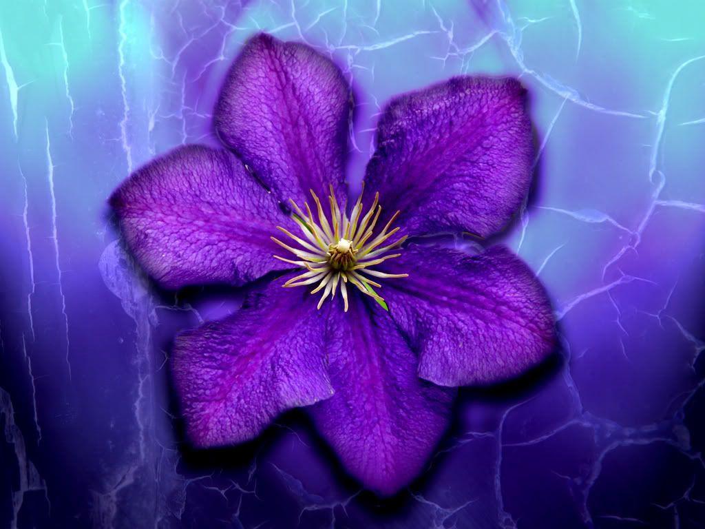 1024x768 Purple Flowers hình nền