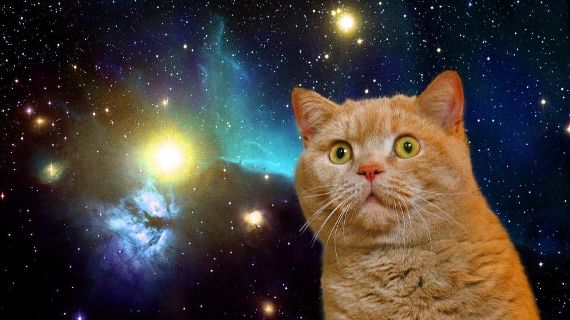 1920x1080 Cats In Space Wallpaper