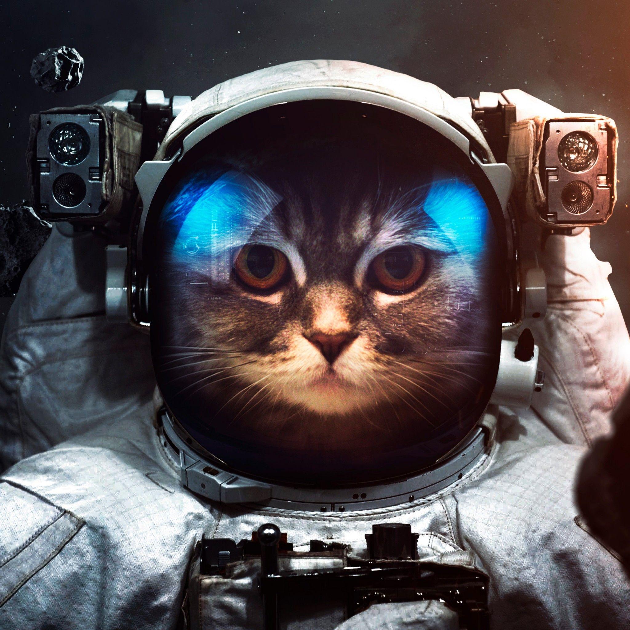 2048x2048 Space Suit 4K Wallpaper, Cat, Asteroids, Astronaut, Stars, Space